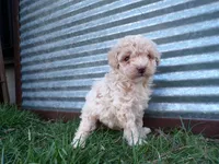 Rex, a male Poodle - Toy  for sale in Syracuse, IN – Photo 1 of 3