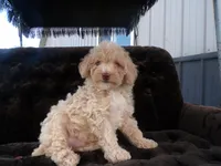 Rex, a male Poodle - Toy  for sale in Syracuse, IN – Photo 5 of 5