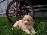 Rex, a male Poodle - Toy  for sale in Syracuse, IN – Photo 4 of 5