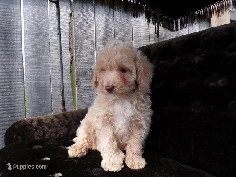 Rex, a male Poodle - Toy  for sale in Syracuse, IN – Photo 1 of 5
