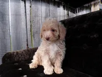 Rex, a male Poodle - Toy  for sale in Syracuse, IN – Photo 1 of 5