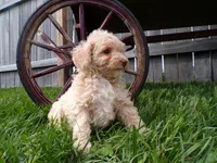 Rex, a male Poodle - Toy  for sale in Syracuse, IN – Photo 3 of 5