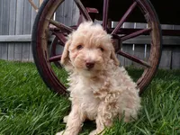Rex, a male Poodle - Toy  for sale in Syracuse, IN – Photo 2 of 5