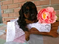 Cassie, a female Cockapoo for sale in Syracuse, IN – 7 of 7