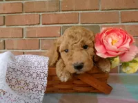 Conner, a male Cockapoo for sale in Syracuse, IN – 2 of 4