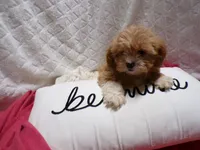 processed/9d8608f3-0c5b-4ab2-af47-8ef57b37f902/listing/17fc55f3-4601-41f5-ae62-f0dbdf7617dc/c34f0a3e-ae01-4771-be9b-0b3e80ff8568