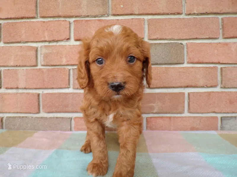 Casper – Cockapoo puppy for sale in Syracuse, IN