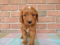 Casper, a male Cockapoo for sale in Syracuse, IN – 2 of 5