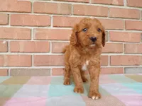 Casper, a male Cockapoo for sale in Syracuse, IN – 3 of 5