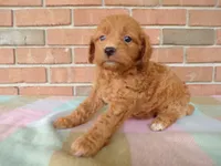Chandler, a male Cockapoo for sale in Syracuse, IN – 4 of 5
