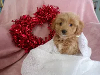 processed/9d8608f3-0c5b-4ab2-af47-8ef57b37f902/listing/2f18d0ad-f885-455e-9771-81a4799c4b97/492a9db5-61b7-4ed8-8a2e-9f2284b58262