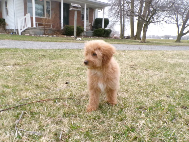 Bonnie – Miniature Goldendoodle puppy for sale in Syracuse, IN