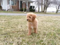 Bonnie, a female Miniature Goldendoodle for sale in Syracuse, IN – Photo 2 of 5