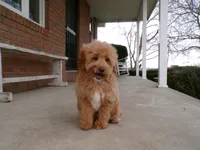 Bonnie, a female Miniature Goldendoodle for sale in Syracuse, IN – Photo 5 of 5