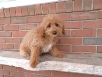 Bonnie, a female Miniature Goldendoodle for sale in Syracuse, IN – Photo 4 of 5