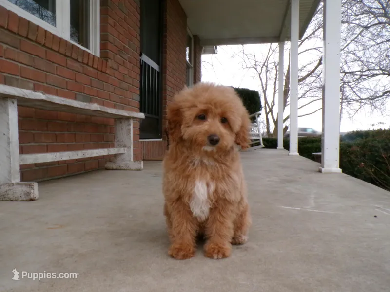 Bonnie – Miniature Goldendoodle puppy for sale in Syracuse, IN
