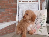 Bonnie, a female Miniature Goldendoodle for sale in Syracuse, IN – Photo 3 of 5