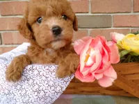Connie, a female Cockapoo for sale in Syracuse, IN – 2 of 6