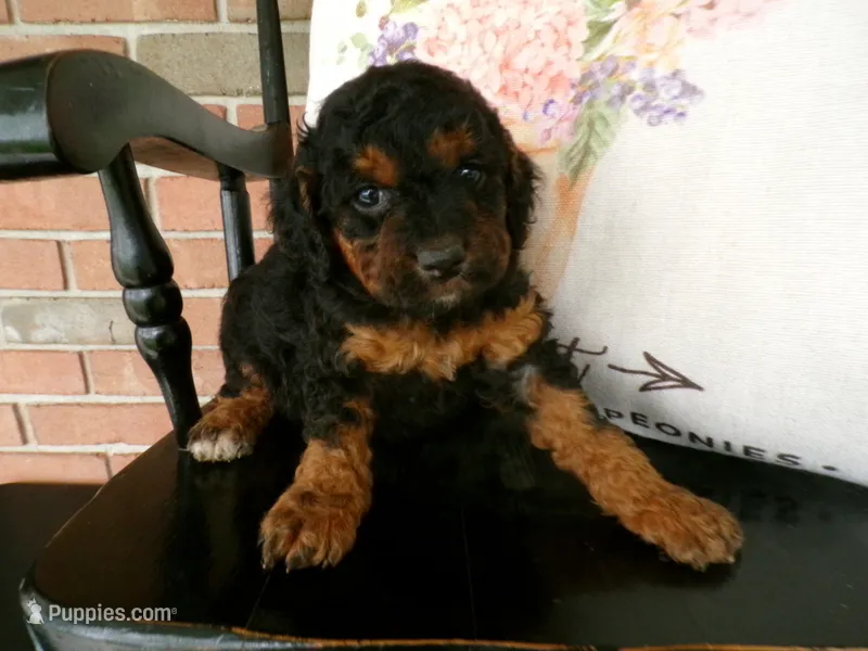 Cassie – Cockapoo puppy for sale in Syracuse, IN