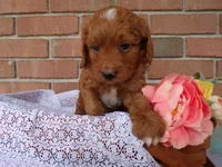 Casper, a male Cockapoo for sale in Syracuse, IN – 4 of 5
