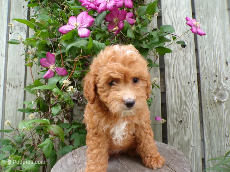 Connie – Cockapoo puppy for sale in Syracuse, IN