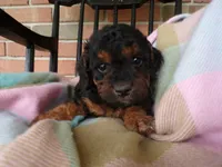 Cassie, a female Cockapoo for sale in Syracuse, IN – 4 of 7