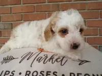 Callie, a female Cockapoo for sale in Syracuse, IN – 3 of 4