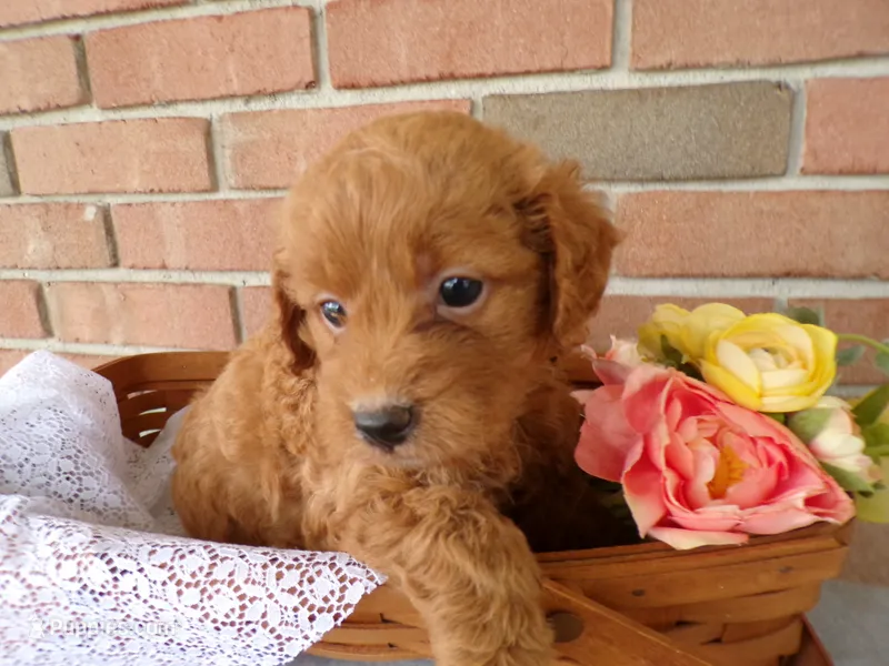 Chandler – Cockapoo puppy for sale in Syracuse, IN