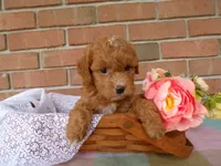Connie, a female Cockapoo for sale in Syracuse, IN – 5 of 6