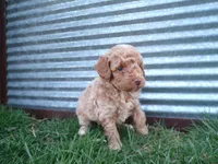 Riley, a male Poodle - Toy  for sale in Syracuse, IN – Photo 2 of 3