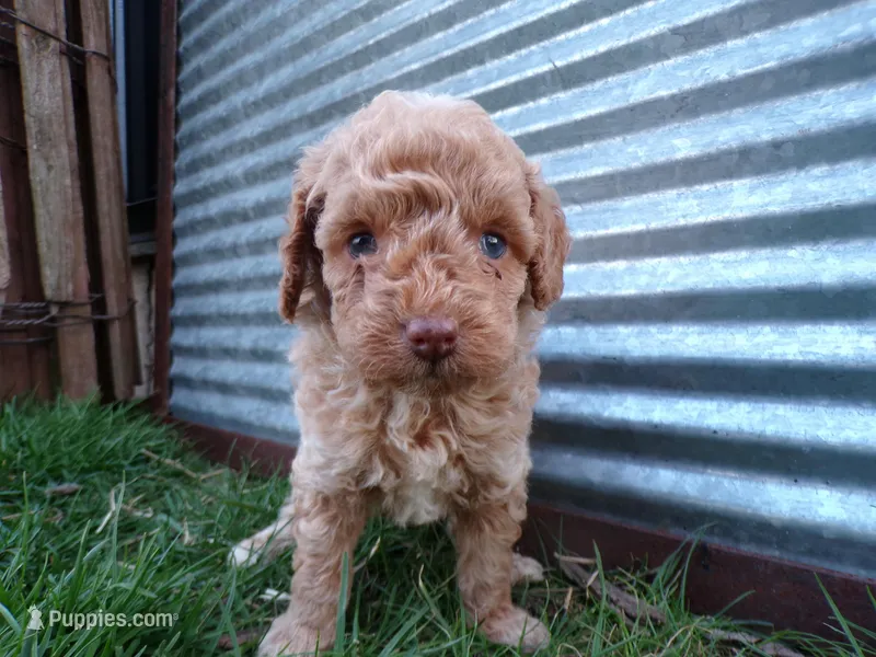 Riley – Poodle - Toy  puppy for sale in Syracuse, IN