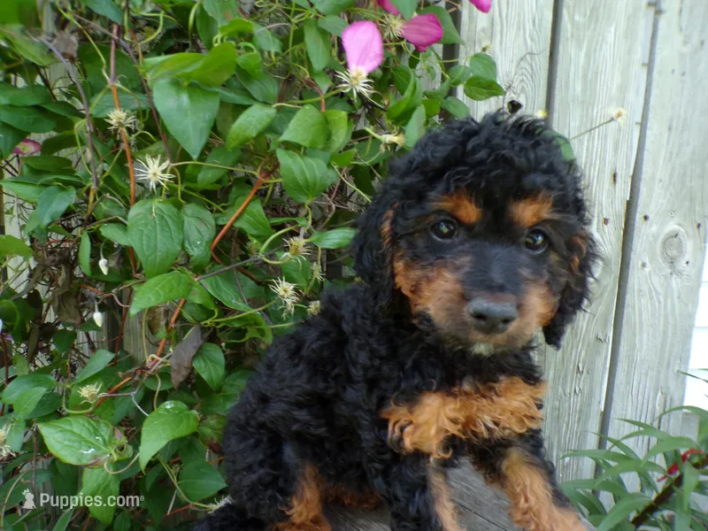 Cassie – Cockapoo puppy for sale in Syracuse, IN