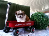 Oliver, a male Shih Tzu for sale in Syracuse, IN – Photo 5 of 5