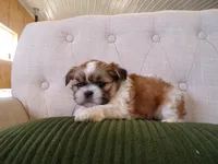 Oliver, a male Shih Tzu for sale in Syracuse, IN – Photo 3 of 5