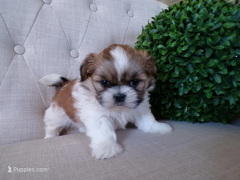 Oliver – Shih Tzu puppy for sale in Syracuse, IN