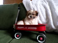 Oliver, a male Shih Tzu for sale in Syracuse, IN – Photo 3 of 5