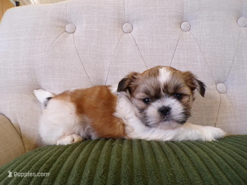 Oliver – Shih Tzu puppy for sale in Syracuse, IN