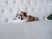 Oliver, a male Shih Tzu for sale in Syracuse, IN – Photo 2 of 5