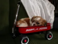 Oliver, a male Shih Tzu for sale in Syracuse, IN – Photo 5 of 5