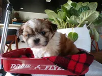 Oliver, a male Shih Tzu for sale in Syracuse, IN – Photo 4 of 5