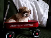 Oliver, a male Shih Tzu for sale in Syracuse, IN – Photo 4 of 5