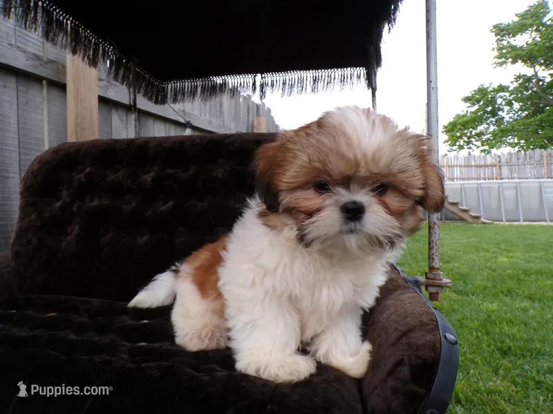 Oliver – Shih Tzu puppy for sale in Syracuse, IN