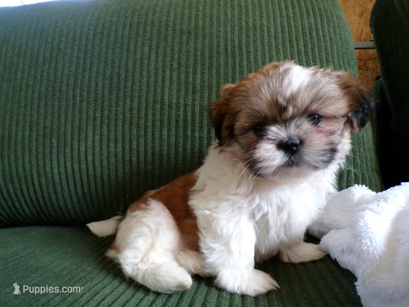 Oliver – Shih Tzu puppy for sale in Syracuse, IN