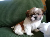 Oliver, a male Shih Tzu for sale in Syracuse, IN – Photo 1 of 5