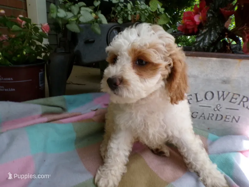 Callie – Cockapoo puppy for sale in Syracuse, IN