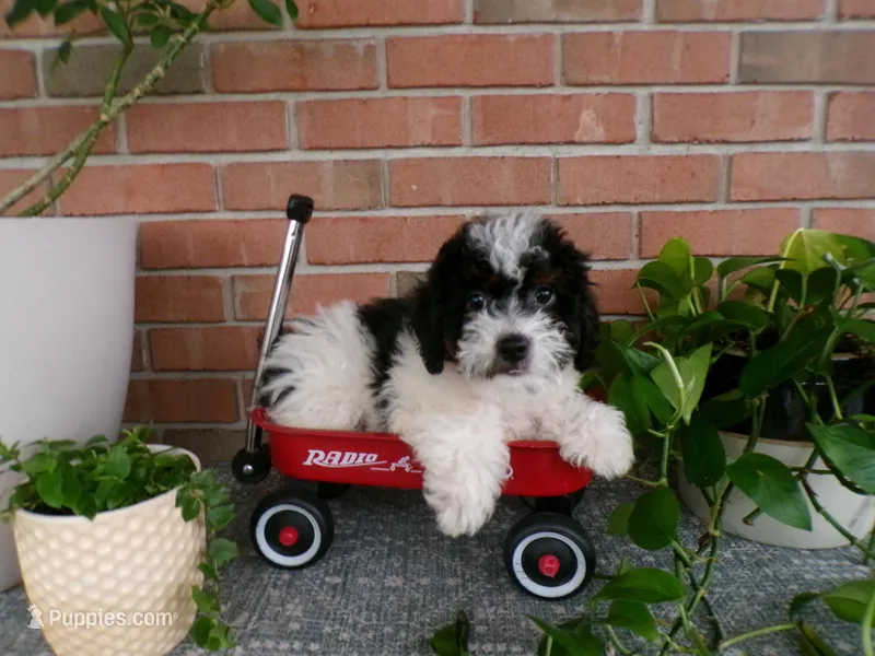 Anson – Miniature Bernedoodle puppy for sale in Syracuse, IN