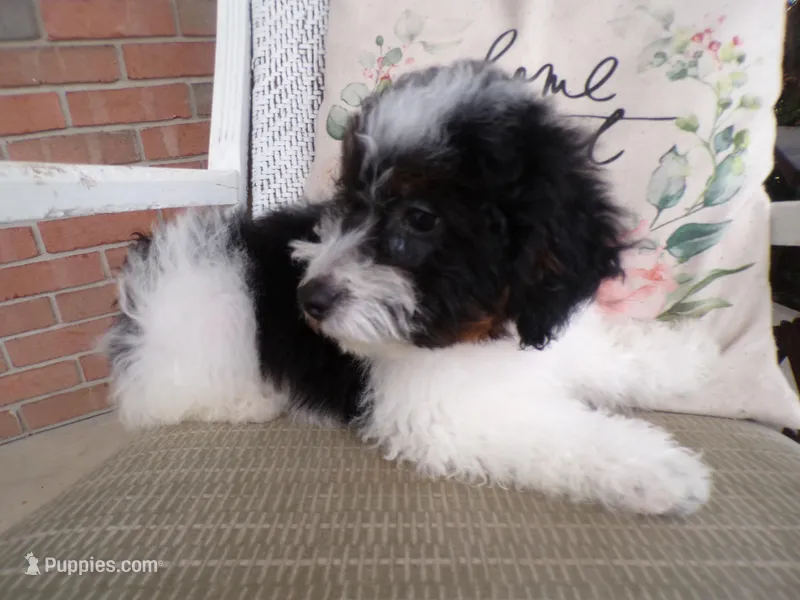 Anson – Miniature Bernedoodle puppy for sale in Syracuse, IN