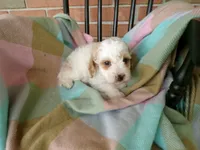 Callie, a female Cockapoo for sale in Syracuse, IN – 4 of 4