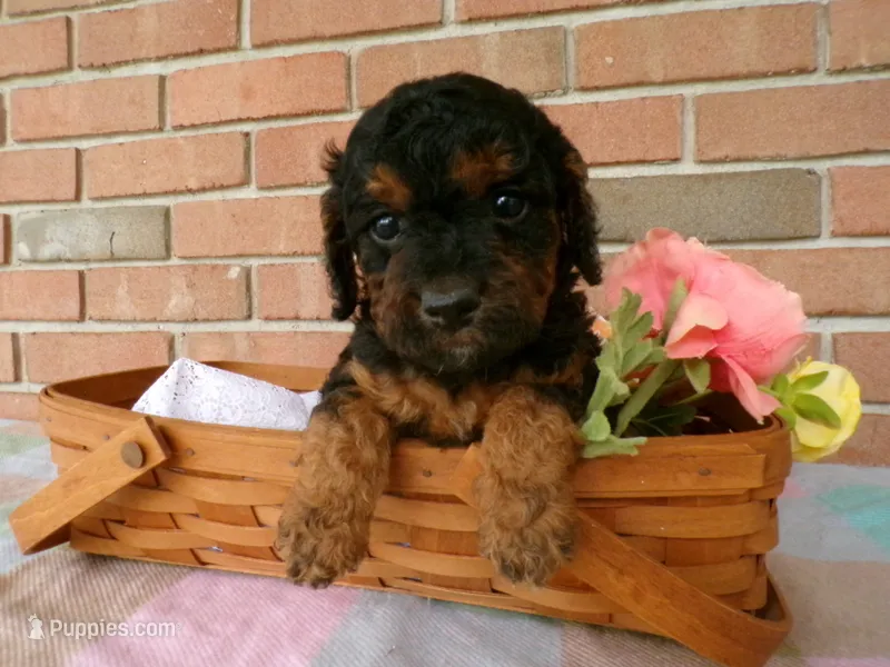 Cassie – Cockapoo puppy for sale in Syracuse, IN