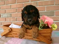 Cassie, a female Cockapoo for sale in Syracuse, IN – 6 of 7